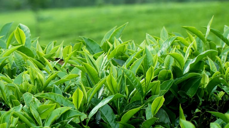 Chữa ngứa mùa hè bằng mẹo dân gian từ lá trà xanh