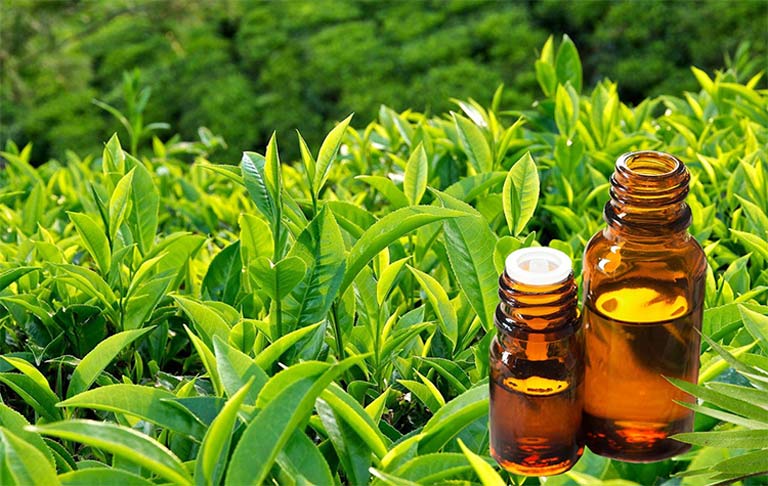 Bài thuốc Đông y trị mụn nội tiết tinh dầu trà xanh