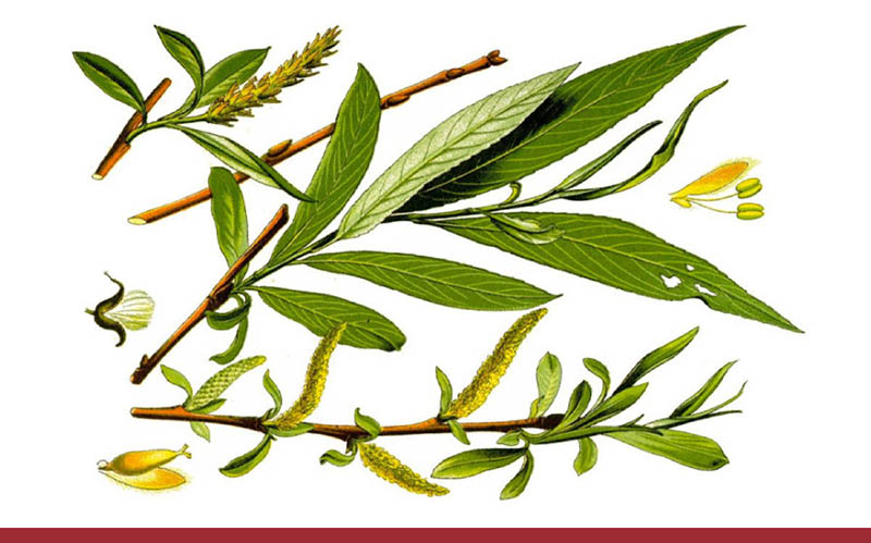 Cây liễu trắng hay bạch liễu có tên khoa học là Salix Alba, là một trong hơn 400 loài thuộc chi Liễu