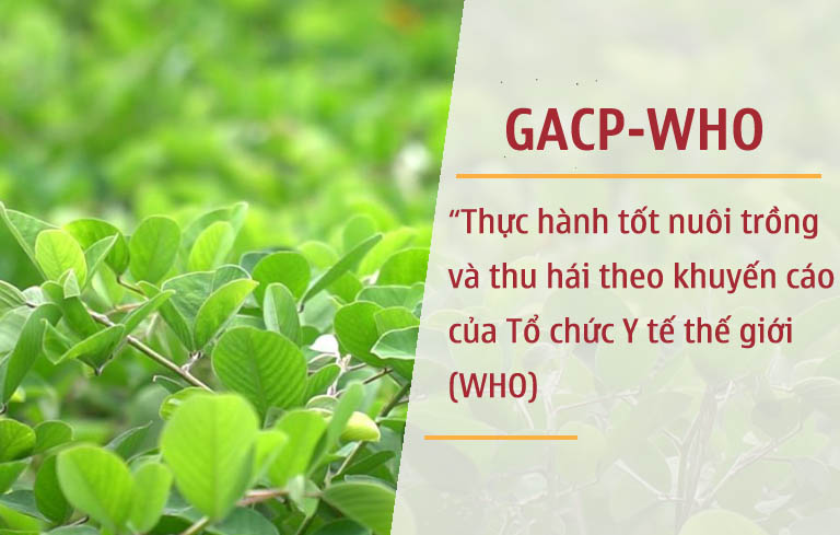 GACP-WHO - Thực hành tốt nuôi trồng và thu hái theo khuyến cáo của Tổ chức y tế thế giới (WHO)