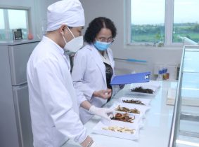 Bác sĩ Lê Phương trực tiếp đến nhà máy để kiểm tra dược liệu