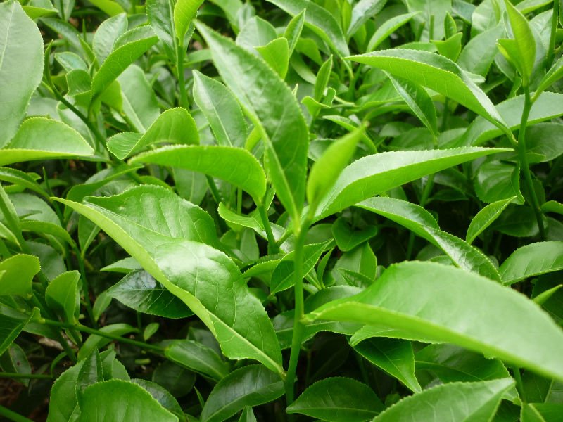 Lá trà xanh có chứa hợp chất chất chống oxy hóa